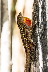 Obraz premium lizard on a tree