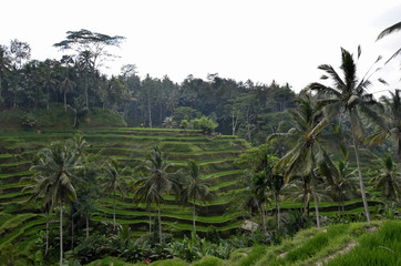 Fototapeta na wymiar Tegallalang Rice Terrace Bali