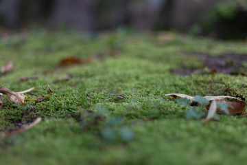 Moos Steine Hintergrund Grün