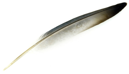 gray bird feather on a white background