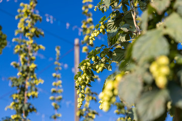 Hop field in Zatec region, Czech Republic