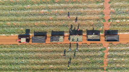 Melon and coconut farm shot from above in brazil during harvesting time