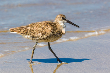 Sandpiper walking in the beach