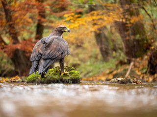 Golden eagle (Aquila chrysaetos) on the rock in creek. Autumn forest in background. Golden eagle portrait. Golden eagle sitting on rock.
