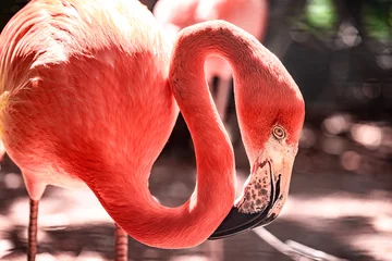 Fotobehang pink flamingo close-up © SALTY RIVER