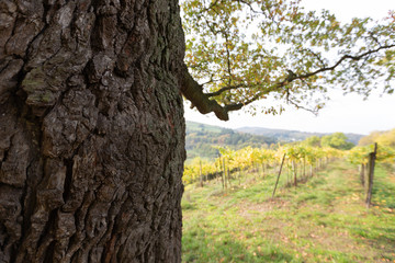 Herbst Baum alt Eiche und Ahorn Weinberg Hintergrund