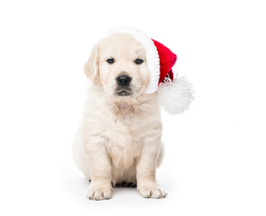 Golden retriever puppy with Santa hat isolated