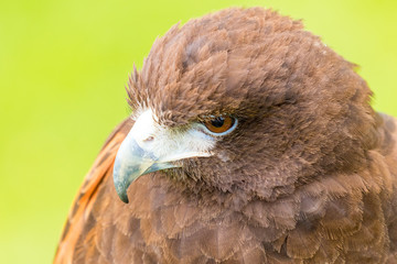 Eagle head portrit looking left