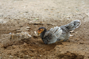 fighting cock eat food in farm at thailand