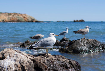 Gaviotas sobre rocas en la playa