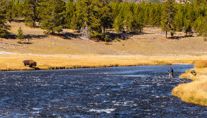 Buffalo and fisherman sharing a river in Yellowstone