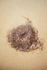jellyfish on sand
