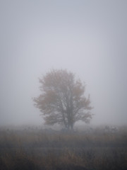 Obraz na płótnie Canvas Lonely tree in a foggy field