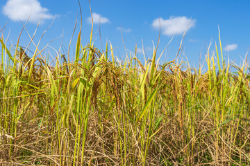 Rice Field in the morning under blue sky