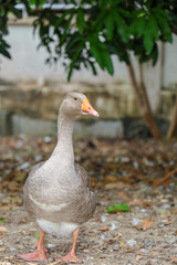 gray goose walking in farm at thailand