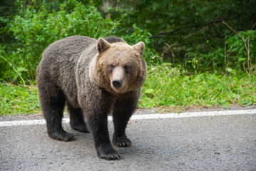 Obraz na płótnie Canvas Brown bear standing on a road. Wild animal on road