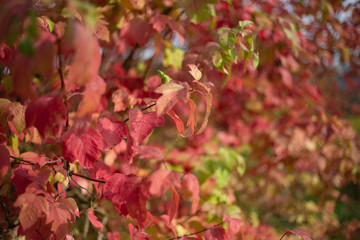 Blätter Herbst Rot Hintergrund 