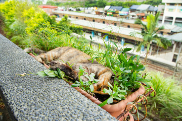 Cats in Houtong Cat Village,Taiwan is famous for its cat population