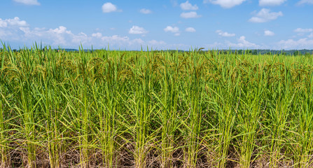Green rice field in the morning under blue sky