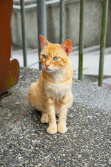 Cats in Houtong Cat Village,Taiwan is famous for its cat population