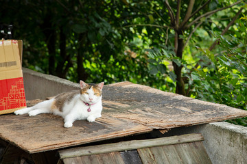 Cats in Houtong Cat Village,Taiwan is famous for its cat population