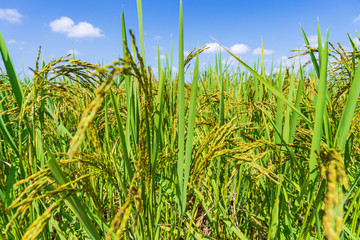 Naklejka premium Green rice field in the morning under blue sky