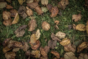 autumn leaves on the ground