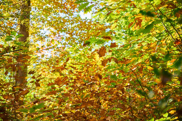  Beautiful foliage of yellowing oak, in autumn