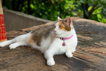 Cats in Houtong Cat Village,Taiwan is famous for its cat population