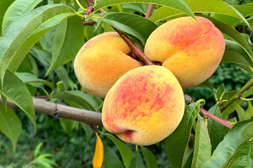 Branch of ripe peaches on a tree in the garden