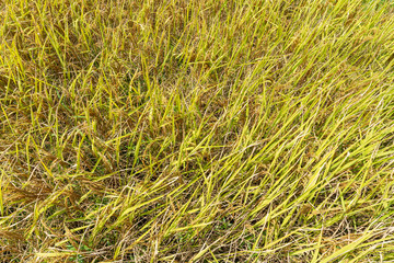 Top view yellow rice field background
