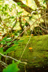  Small yellow mushrooms on a trunk covered with moss
