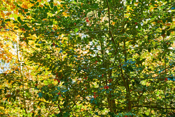 Holly stalk and its red berry, in autumn