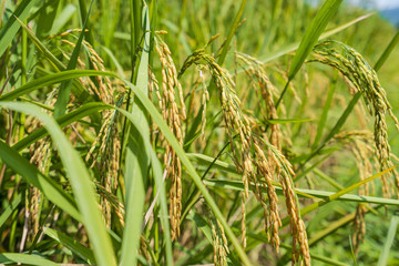 Close up of Rice spike in rice field