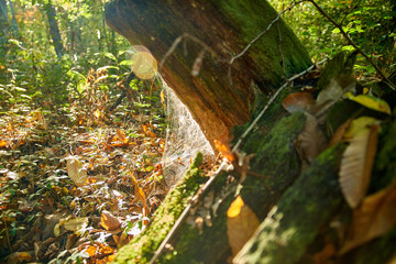  Spider web at the foot of a trunk, in the woods, in autumn