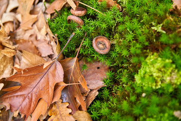 At the foot of trees, in the forest
