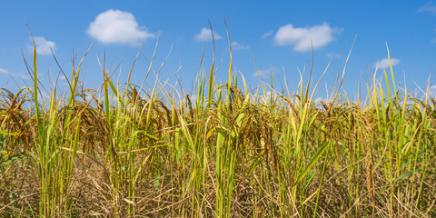 Rice Field in the morning under blue sky