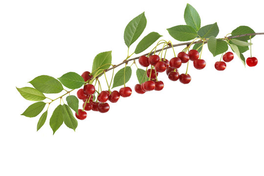 The Branch Of Tasty Sour Cherries Isolated On A White Background