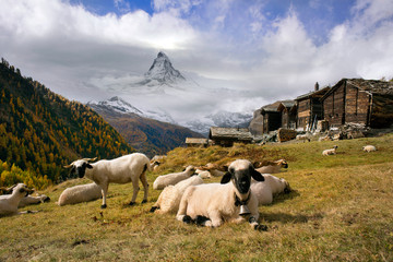 Obraz premium sheep and rams near Matterhorn
