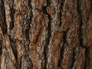 bark of a tree