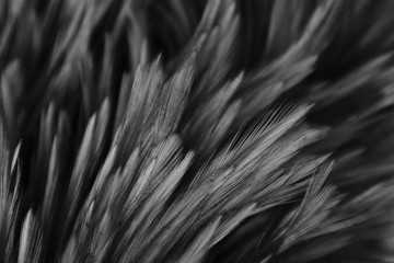 Beautiful abstract white and gray feathers on dark background and colorful soft brown white feather texture on white pattern