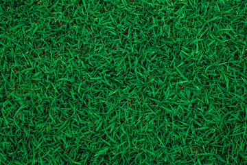 abstract green leaf texture, nature background, tropical leaf