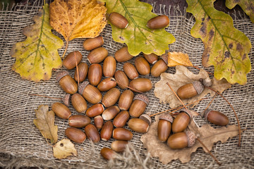 Acorns and autumn oak leaves lie on a burlap napkin