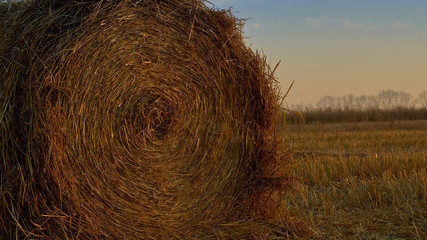 haystack on a mowed field. evening sun