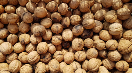 walnuts harvest as background