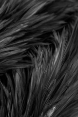 Beautiful abstract white and gray feathers on dark background and colorful soft brown white feather texture on white pattern