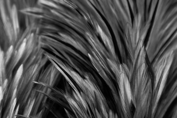 Beautiful abstract white and gray feathers on dark background and colorful soft brown white feather texture on white pattern
