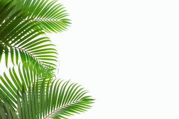 leaves of coconut isolated on white background