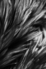Beautiful abstract white and gray feathers on dark background and colorful soft brown white feather texture on white pattern