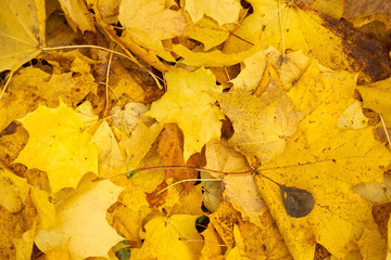 autumn leaves background